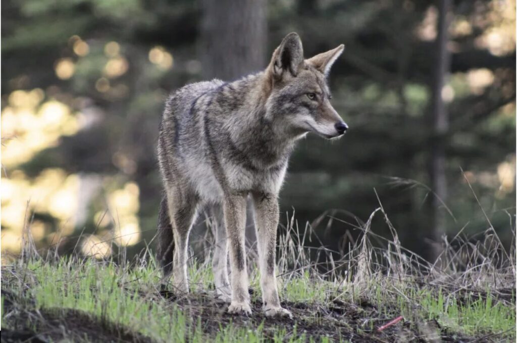 Can Citizens Coexist with Coyotes?