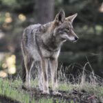 Can Citizens Coexist with Coyotes?